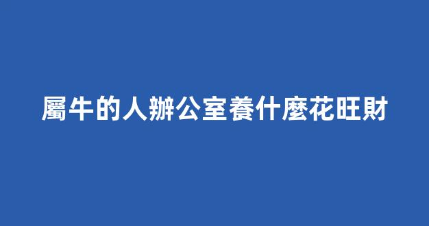 屬牛的人辦公室養什麼花旺財