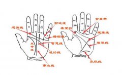 有领导手相的人更容易当领导,事业运势很顺利