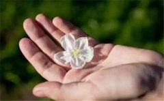 怎么去看一个人是不是有桃花运好的手相