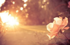 左手的手相運勢分析