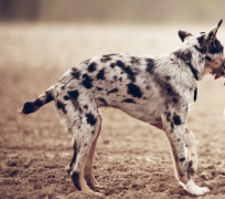 屬狗哪個時辰出生好 這幾個時辰出生的屬狗人好運相隨 富貴一生