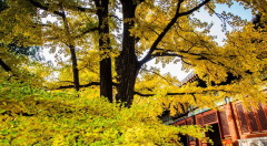 瀘州地區的民間風俗真的很有意思,少數民族的節日更令人感到有趣