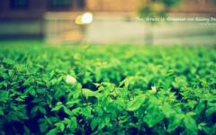 驱邪的植物什么香 什么植物闻起来很香