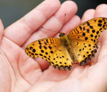 這種幸運的手相 有一個你也是很幸運